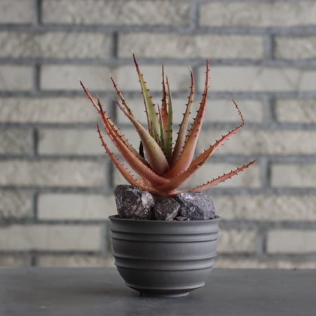 Aloe broomii × takero pot (3.5号)  no.607/33
