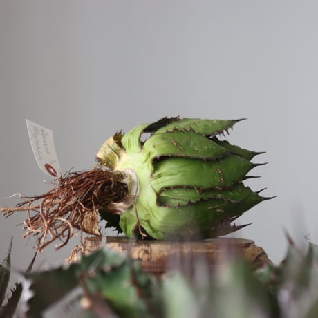 Agave horrida / Style of Chika　no.42154