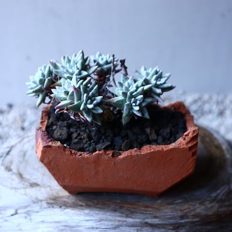 ダドレア グリーニー Dudleya greenei  no.12622