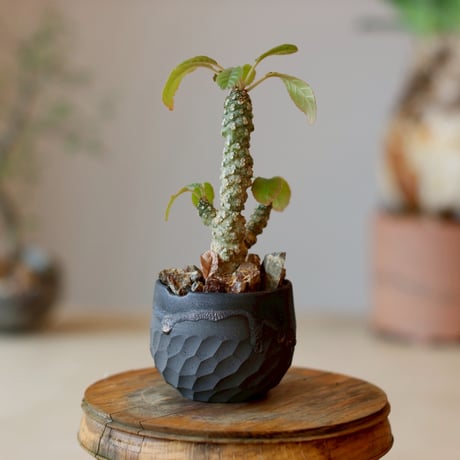 Dorstenia foetida × N/OH (2.5号)  no.1214/8