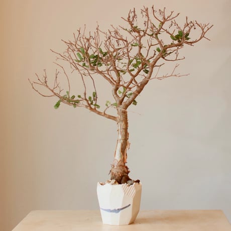 Bursera microphylla × N/OH (4号)  no.125/2