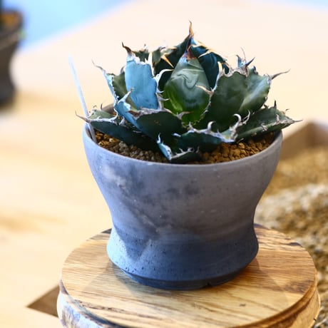 【9/9入荷未発根未活着ベアルート植込み】Agave titanota White Whale   no.100827