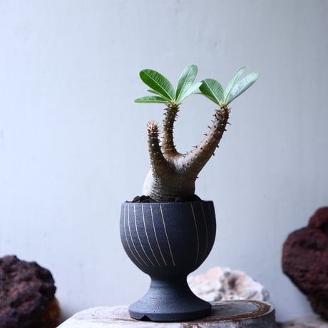 パキポディウム マカイエンセ Pachypodium Makayense  no.90109