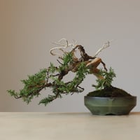 真柏 / YOSHIZAWA3-SHOHINBONSAI   no.223-44