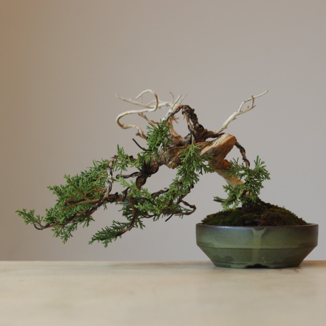 真柏 / YOSHIZAWA3-SHOHINBONSAI no.223-44 | 芽の巣山