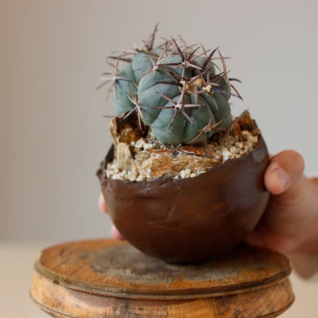 Echinocactus horizonthalonius / 黒刺雷帝 × takero pot (3.5号)  no.118/24