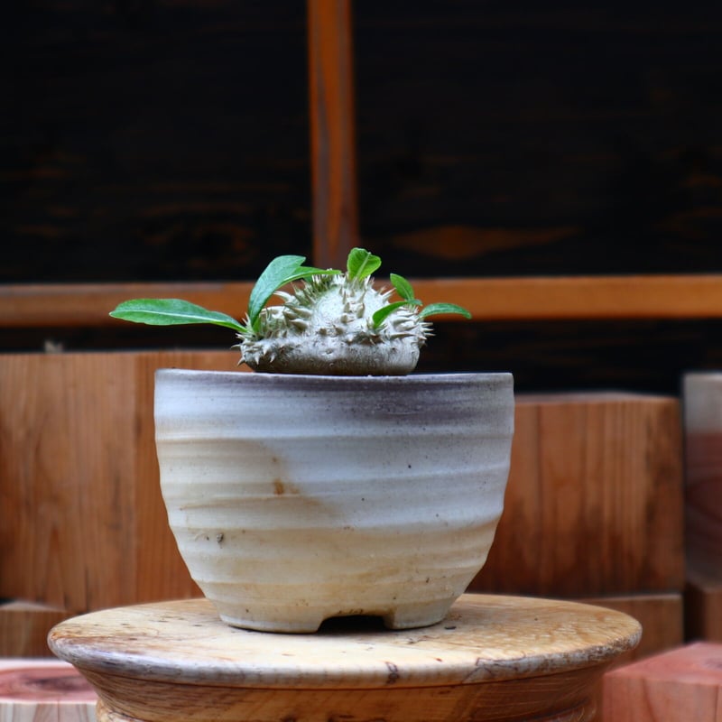 実生　選抜　特大株　恵比寿笑い　パキポディウム・ブレビカウレ パキポディウム ブレビカウレ(恵比寿笑い) 大株 7号｜芳樹園