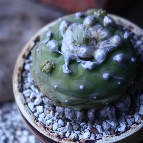 ロフォフォラ   ディフューサ　翠冠玉  Lophophora diffusa 　no.42682