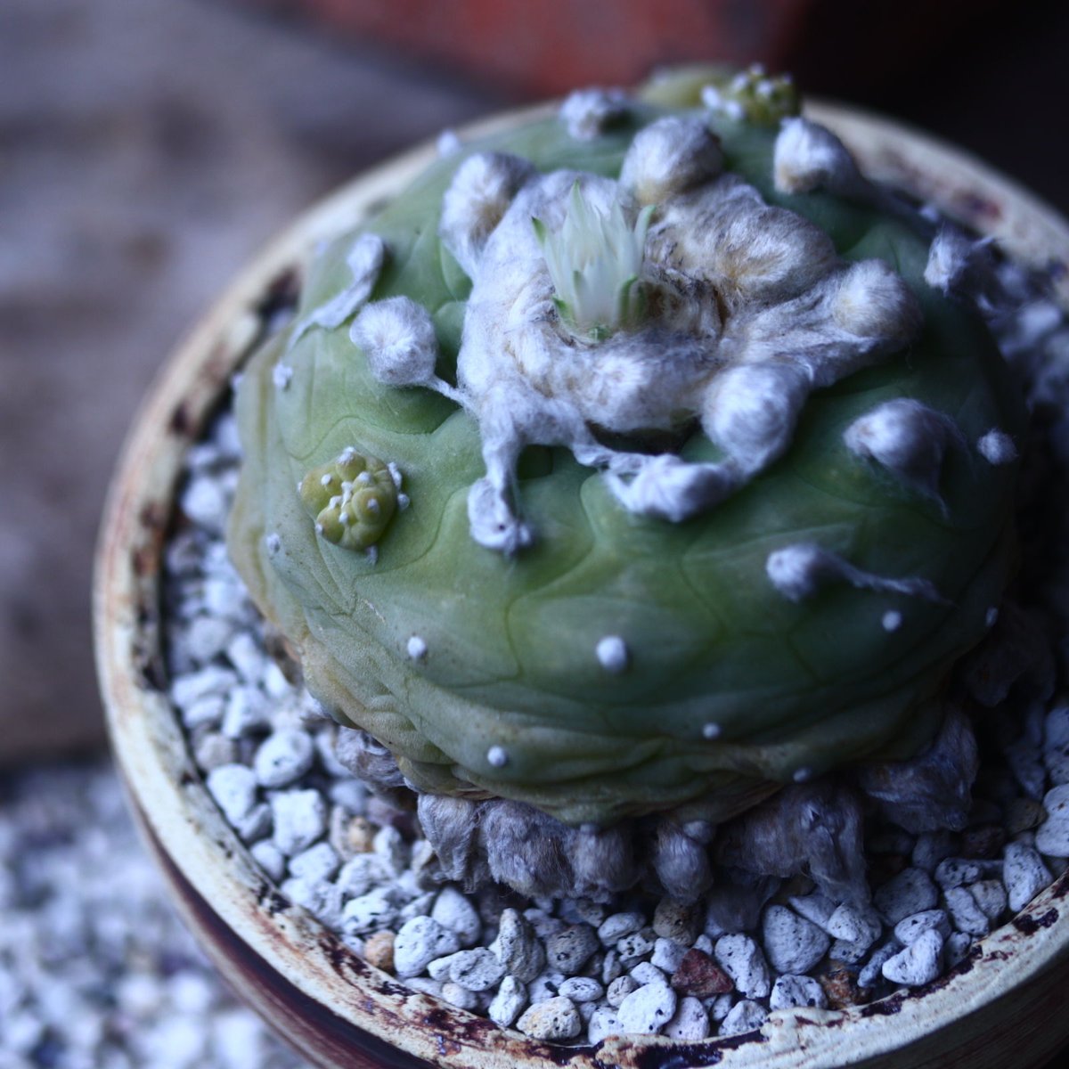 ロフォフォラ ディフューサ 翠冠玉 Lophophora diffusa no.426 ロフォフォラ ディフューサ 翠冠玉 Lophophora diffusa no.426