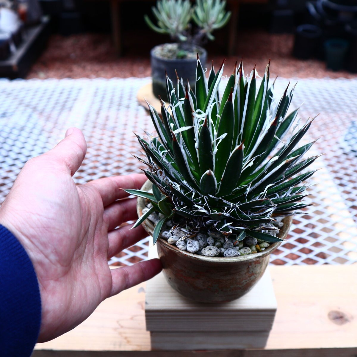 アガベ 滝の白糸　レオポルディ　Agave ユッカ　ヤシ アガベ レオポルディ 滝の白糸 アガベ 滝の白糸 レオポルディ Agave