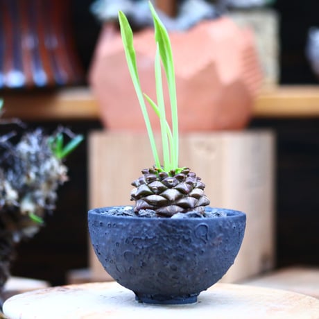 ユーフォルビア  鉄甲丸／Euphorbia bupleurifolia   no.11607