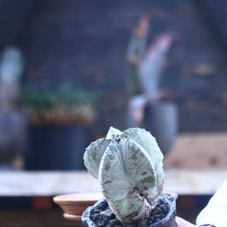 アストロフィツム    ランポー玉     Astrophytum  myriostigma     no.21410