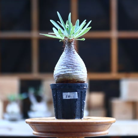 パキポディウム  グラキリス ／Pachypodium  gracilius     no.101710