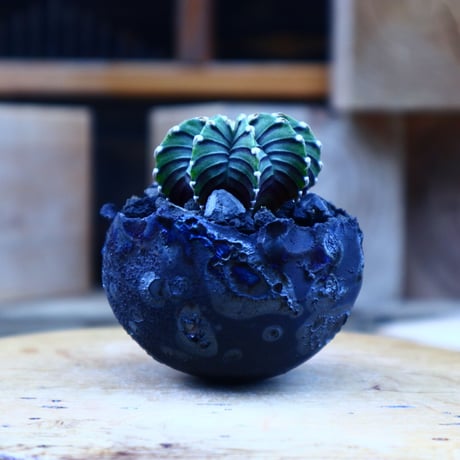 ギムノカリキウム   フィードリッフィーLB2178／Gymnocalycium friedrichii    no.80804