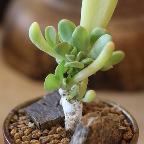 Kalanchoe luciae oricula ×YAMABACHI var. 六本芽  no.@117-28
