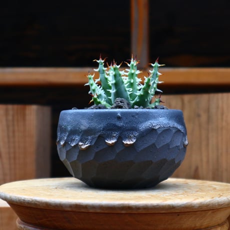 アロエ エリナケア／Aloe melanacantha ssp. var. erinacea  no.61913