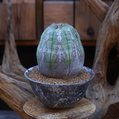 ユーフォルビア  オベサ/ Euphorbia obesa/ 発根済み      no.21926