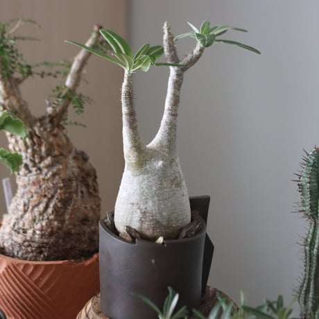 Pachypodium gracilius × Leonardo Bartolini   no.51230