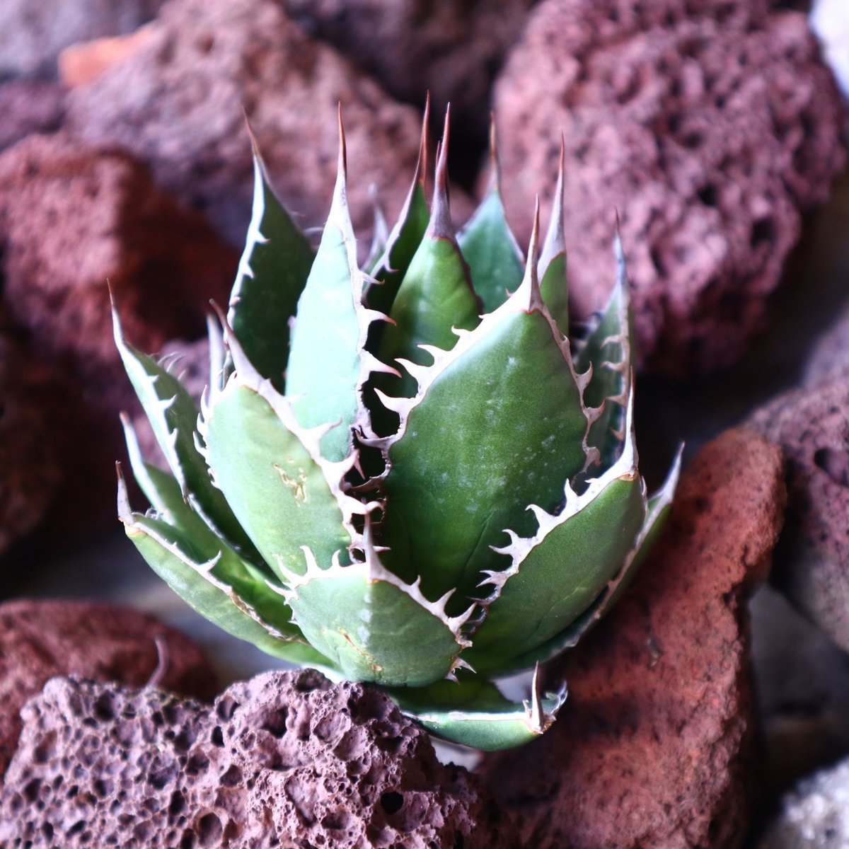 アガベ ホリダ Agave horrida no.30824 | 芽の巣山