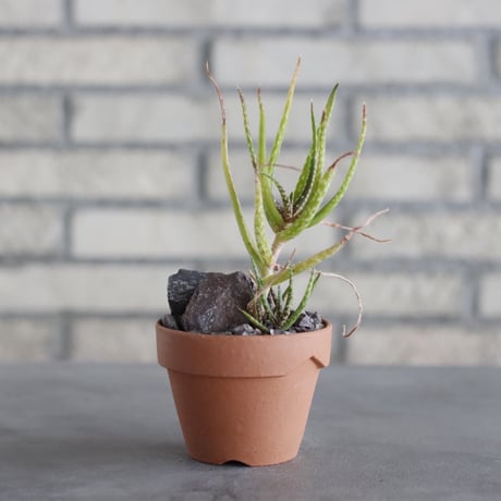 Aloe cooperi × YAMABACHI (3号)  no.621/39