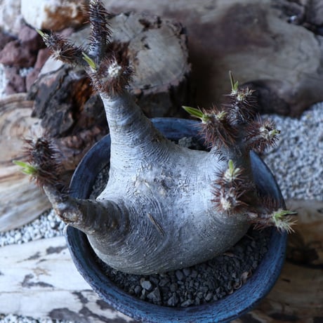 パキポディウム グラキリス Pachypodium rosulatum var. gracilius no.51935