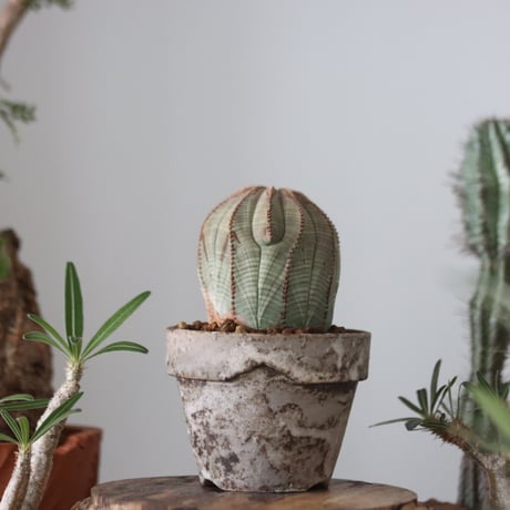 Euphorbia obesa  × YAMABACHI var. takero pot  no.51210