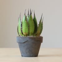 アガベ ホリダ Agave horrida no.30815 | 芽の巣山 アガベ ホリダ Agave horrida no.30815 | 芽の巣山