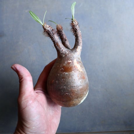 パキポディウム グラキリス   Pachypodium rosulatum var. gracilius no.110335