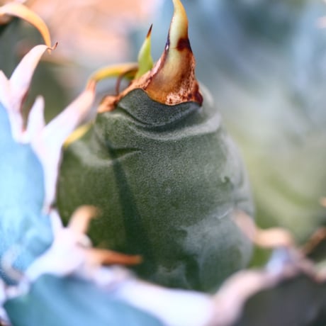 【9/9入荷未発根未活着ベアルート植込み】 Agave titanota White Whale   no.91773