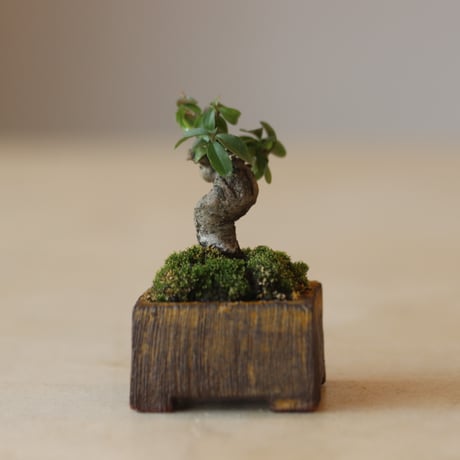 イボタ / YOSHIZAWA3-SHOHINBONSAI   no.223-7