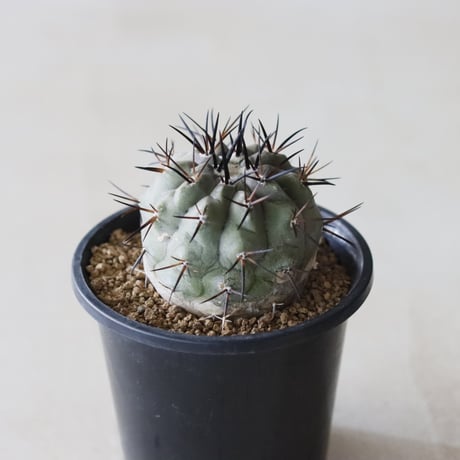 Copiapoa cinerea / 黒王丸 (3号鉢)  no.913/41