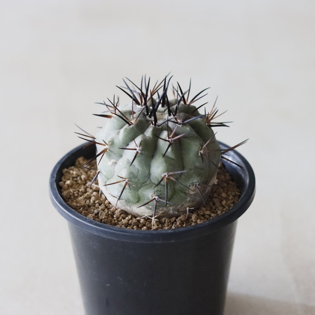 【美株】\"黒王丸\"コピアポアシネレア/Copiapoa cinerea Copiapoa cinerea ‐ コピアポア・シネレア 黒王丸 – VALIANT
