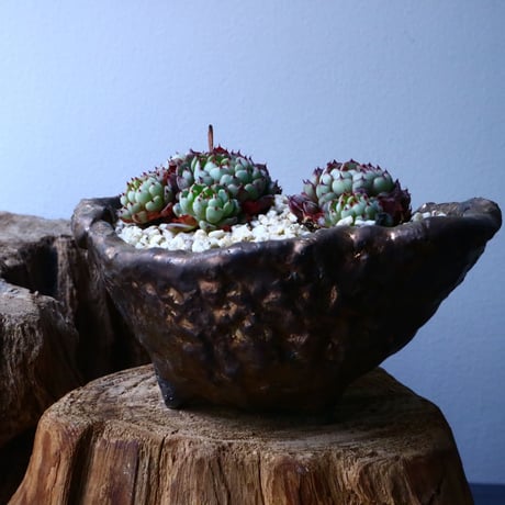 エケベリア ミニマ   Echeveria minima  No.017