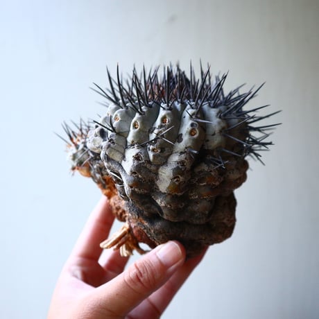 コピアポア 黒王丸     Copiapoa cinerea  no.90204