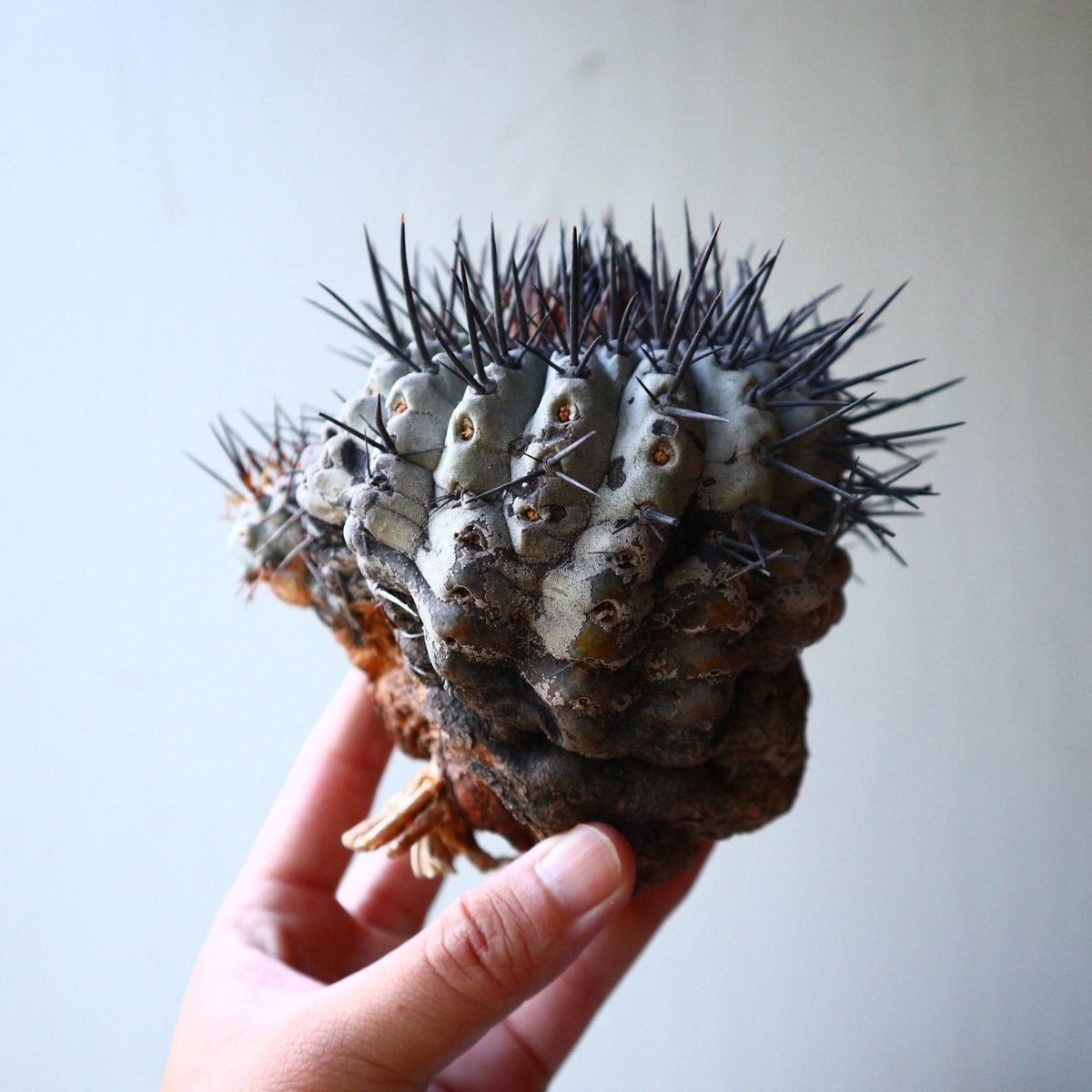 コピアポア 黒王丸 Copiapoa cinerea no.90204 | 芽の巣山