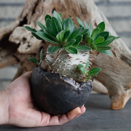 Pachypodium hyb.【makayense × leucoxanthum】(dobuzuke) × takero pot (4号)  no.622-25