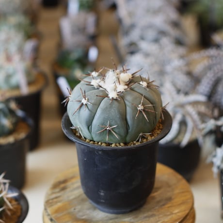 Echinocactus horizonthalonius v. / 尖紅丸 (3.5号)  no.1226/5