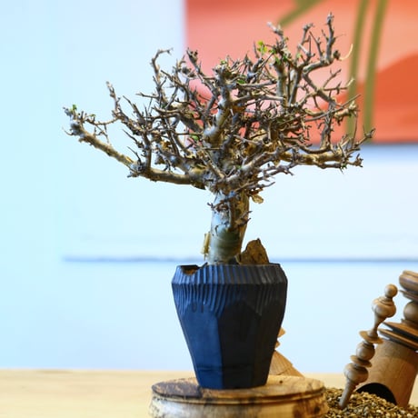 Commiphora wightii × N/OH   no.20423