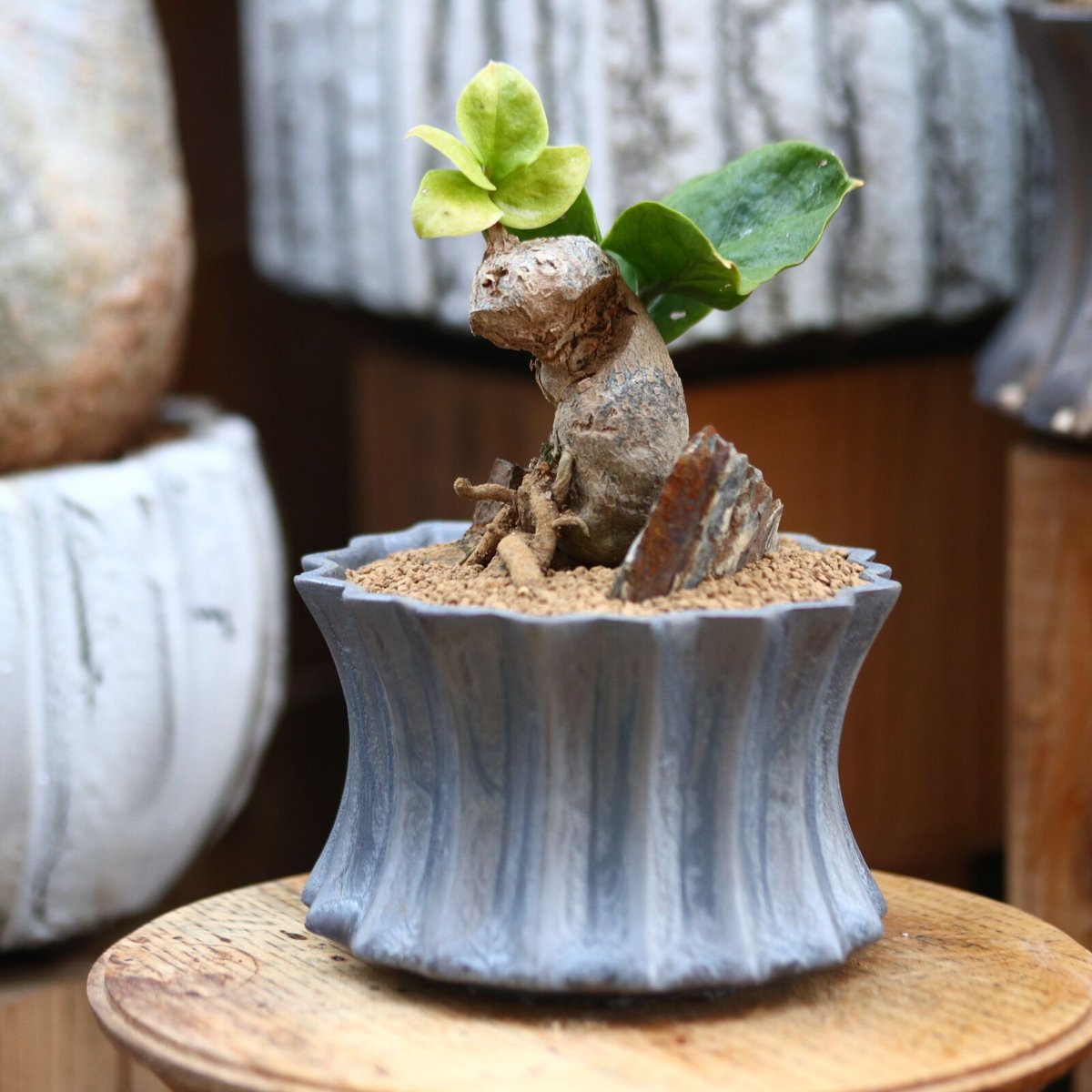 ザミオクルカス ザミフォーリア / Zamioculcas zamiifolia no.3