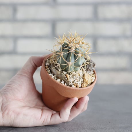 Ferocactus chrysacanthus (金冠竜) × YAMABACHI (3号) no.621/50