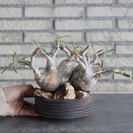 Pachypodium gracilius × PEMONE (5号) no.628/69