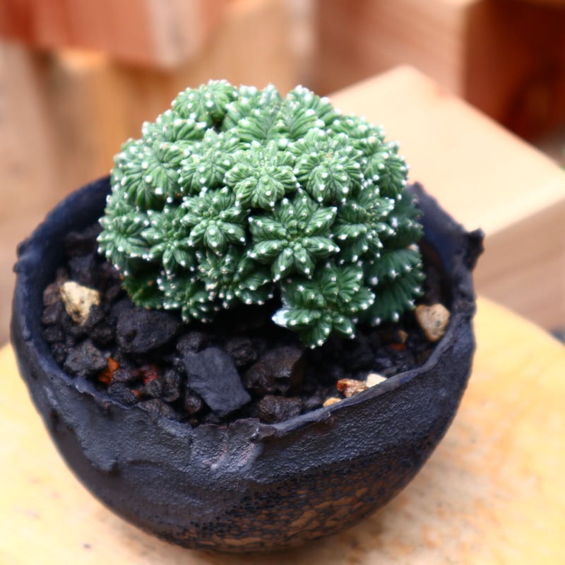 アズテキウム リッテリ 花籠(台ツキ)／Aztekium ritteri no.7100