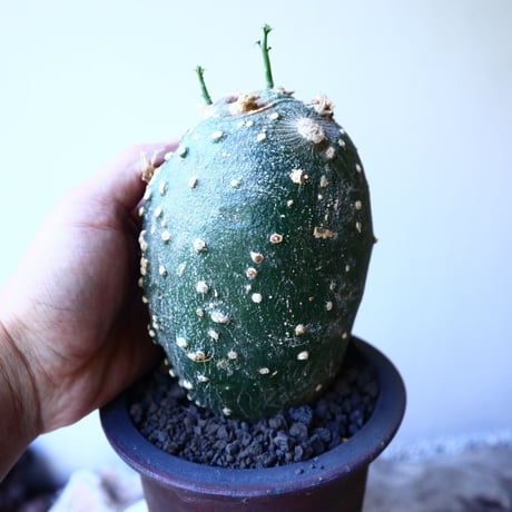アデニア  グロボーサ      Adenia globosa       no.52609