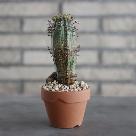 Euphorbia stellispina (群星冠'雌’) / South Africa / T.W. × YAMABACHI (3号) no.329/4
