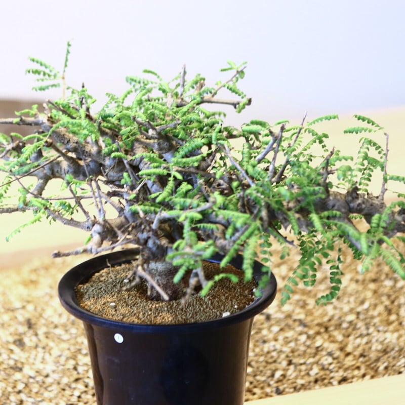 ボスウェリア ネグレクタ/ Boswellia neglecta no.43001 |