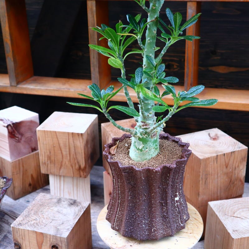 ドルステニア ギガス ドルステニア ギガス／Dorstenia gigas no.60576 | 芽の巣山