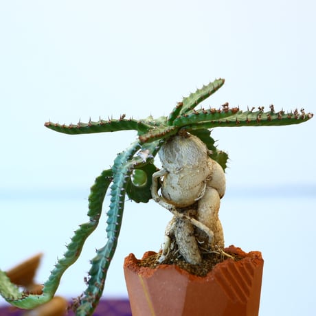 N/OH × Euphorbia stellata   no.61848