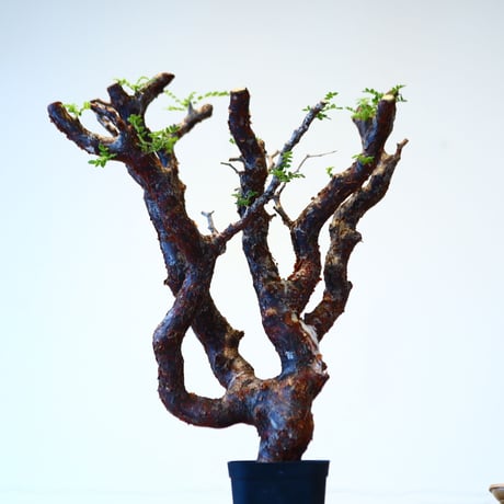 コミフォラ モンストローサ / Commiphora monstrosa   no.51413
