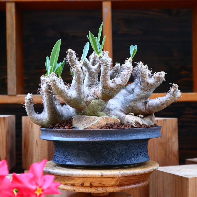 パキポディウム 不明種 Pachypodium パキポディウム 不明種 Pachypodium