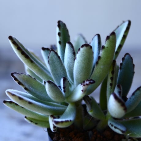 カランコエ  トメントーサ　月兎耳     Kalanchoe   tomentosa    no.110805